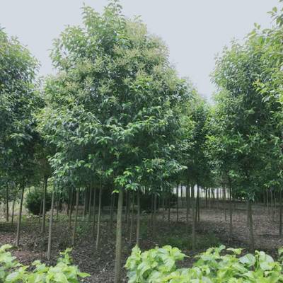 沛縣大葉女貞種植基地 優(yōu)質14公分大葉女貞苗木選購指南