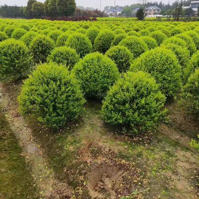 金森汝貞球 湖南苗木基地精品球類批發(fā)指南