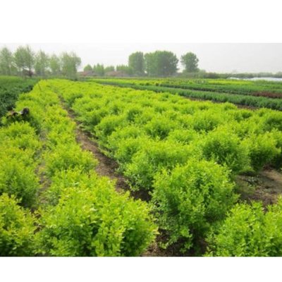 武寧縣苗木產(chǎn)業(yè) 綠水青山間的綠色發(fā)展之道
